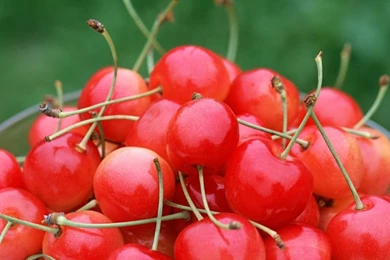 Cherry Fruit Wallpapers   Fruit Wallpapers (6333997)   Fanpop