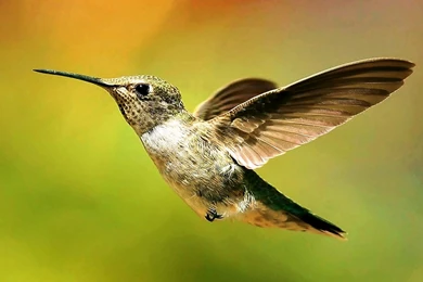 Free Wallpapers For Computer Hummingbird Photos Of Some Websites To ...