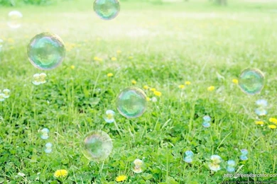 Bubble On Greenary Desktop Wallpapers   58