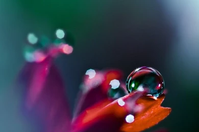 Flowers: Colours Colourful Flower Bubble Desktop Background Images ...