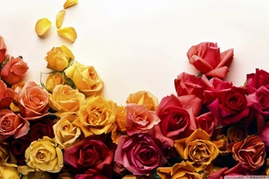 Roses Backgrounds HD Desktop Wallpapers : High Definition ...