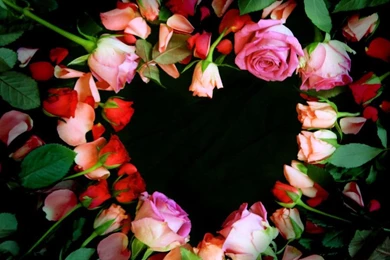 Roses Title Backgrounds By KlairedeLys On DeviantArt