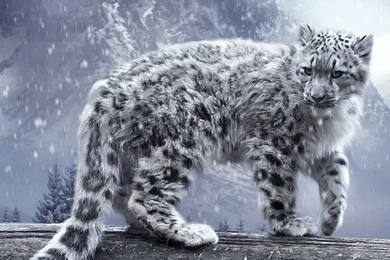 Snow Leopard   Animals Wallpapers (33903438)   Fanpop