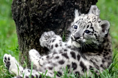 Animals : Baby Snow Leopard HD Wallpapers   HDWallpaperspicture.net