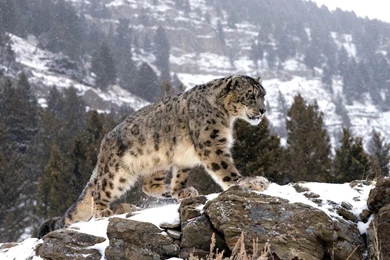 Snow Leopard Computer Wallpapers, Desktop Backgrounds