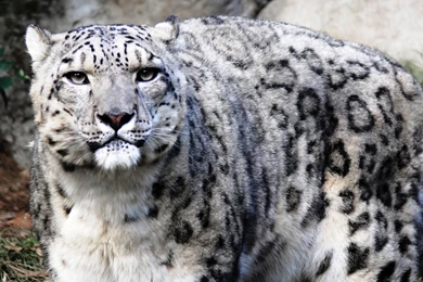 Snow Leopard Computer Wallpapers, Desktop Backgrounds