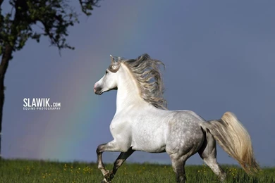 Slawik Horse Wallpapers   Horses Wallpapers (6070971)   Fanpop