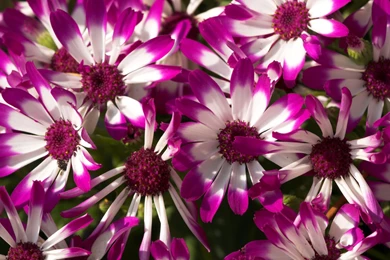 Pretty Purple Flowers Wallpapers