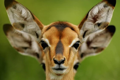 Wallpapers Cartoon Giraffe Funny Giraffes Deer Camels Zebras ...