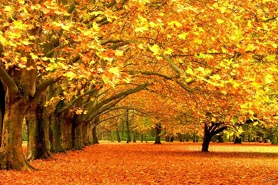 3'Wx5'H Cheap Autumn Tree Vinyl Photography Backdrops Backgrounds ...
