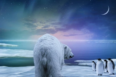 Download Wallpapers 3840x2160 Polar Bear, Penguin, Northern Lights ...