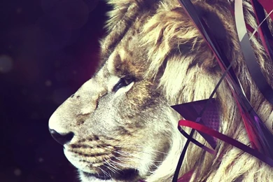 Download Wallpapers 1080x1920 Lion, Burst, Color, Dark, Line Sony ...