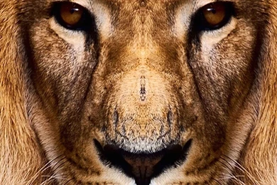 Download King Lion HD Wallpapers For Galaxy S6 HDwallpapers.net