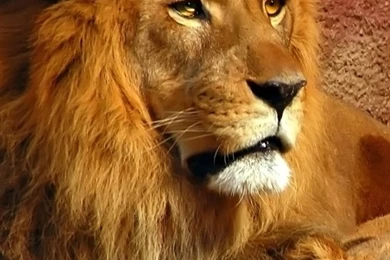 Download Wallpapers 720x1280 Lion, Couple, Mane, Predators, Big Cat ...