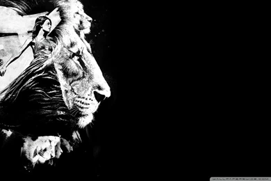 download wallpapers 720x1280 lion couple mane predators big cat
