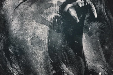 Animals Artwork Lions Mobile Wallpapers   Mobiles Wall