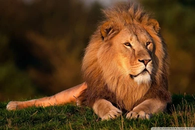 Lion HD Desktop Wallpapers : High Definition : Fullscreen : Mobile ...