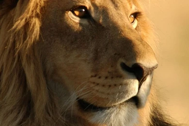 Download Wallpapers 1080x1920 Lion, Face, Mane, Big Cat, Predator ...