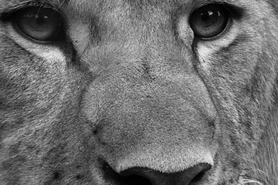 Download Wallpapers 720x1280 Lion, Face, Fluffy, Mane, Black White ...