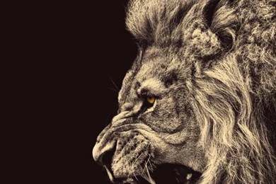 Lion Samsung Galaxy S6 Wallpapers