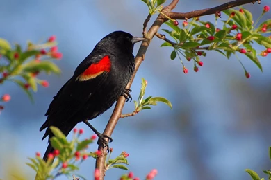 30+ Beautiful Birds Wallpapers