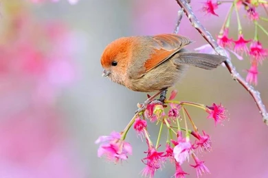 Beautiful Birds Wallpapers Pictures