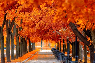 Autumn Tree Leaves Beauty Nature Landscape Wallpapers
