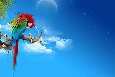 175 Birds Wallpapers Free Download