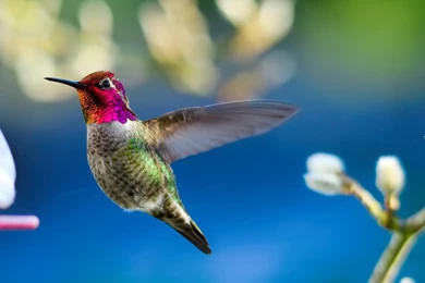 Birds Wallpapers & Birds Pictures HD Wallpapers New Colleciton