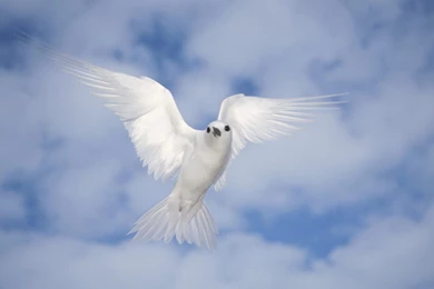 Beautiful Cool Birds Wallpapers