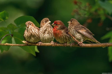 Wallpapers With Birds Desktop Backgrounds