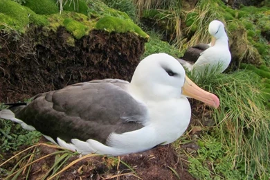 Beautiful Birds Wallpapers Free Download