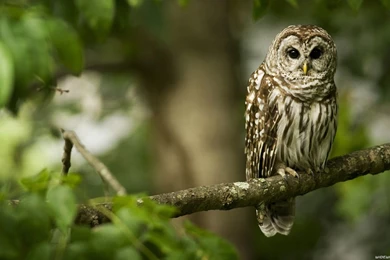 Desktop Birds Wallpapers HD   CuteWallpaper.org