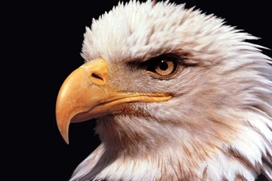 Birds Wallpapers   Crazy Frankenstein