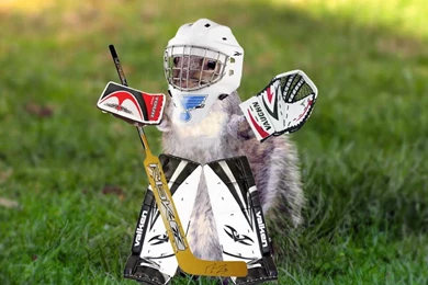 Rally Squirrel Joins Blues As New Goalie!   Toast Dispatch