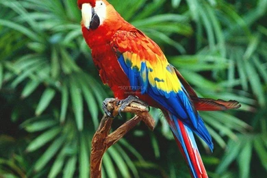 Free Birds Wallpapers   Widescreen HD Wallpapers