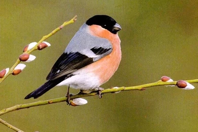 Wallpaper: Birds Wallpaper, Bird Wallpapers For Desktop, Desktop ...