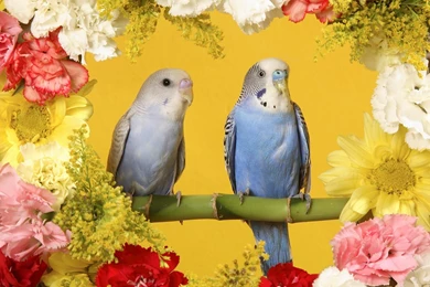 Beautiful Love Roses Wallpapers] Love Birds Wallpapers