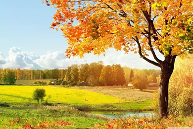 A Beautiful View Of Colorful Autumn Trees Wallpapers Full HD ...