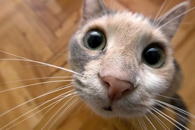 HD Funny And Cute Cat Wallpapers – ImageHost.ME