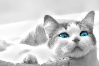 Funny Cats   Cats Wallpapers (9473980)   Fanpop