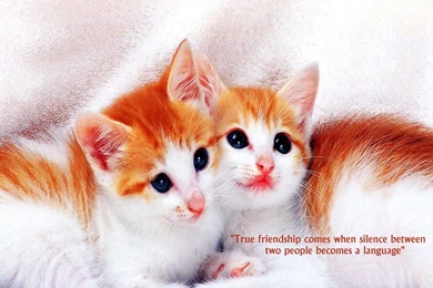 Gallery For   Beautiful Wallpapers Of Friendship With Quotes