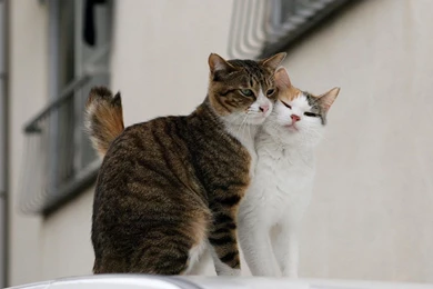 Cat Wallpapers Free: Funny Cats Wallpapers