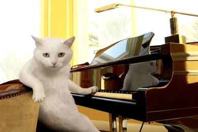 Funny Cat Funny Cats Wallpapers Download Free – Finehdwallpaperr.com