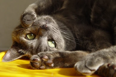 Funny Cats   Cats Wallpapers (9473458)   Fanpop