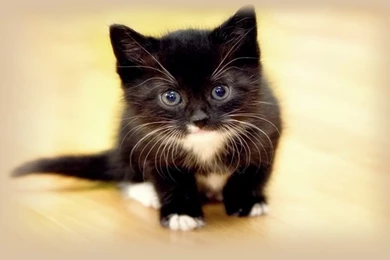 Aocatihir: Funny Cats Wallpapers