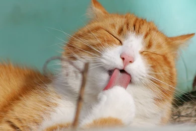 Cute Cat Wallpapers, Kitten Images, Hairy Animals, Claws, Funny ...