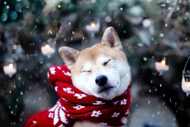 Cute dog winter snow snowflakes nature photo wallpaper 2560x1600 ...