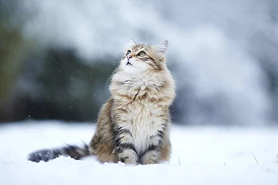Snow Cat Photography Winter Lovely Sweet Cute Cats High Quality ...