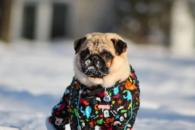 Winter Pug Snow Cute Face Eyes Wallpapers